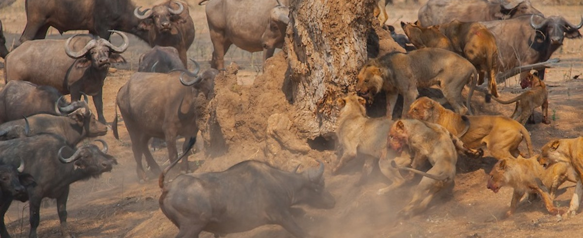 Remarkable video: battle at Kruger National Park