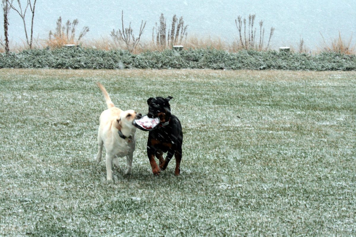 Watch Harvard and Bagheera run in the snow!